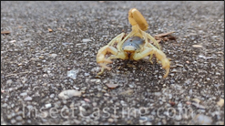 scorpion video